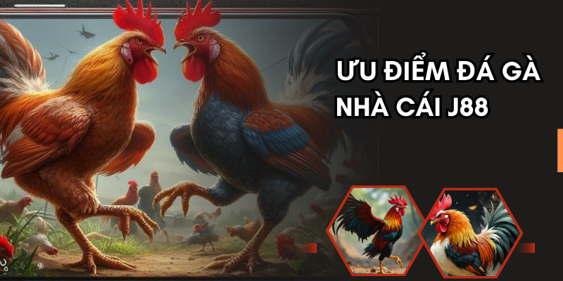 Sân cược chọi kê của nhà cái J88 có rất nhiều điều ấn tượng